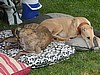 GREYHOUNDS