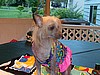 Maggie-Boo