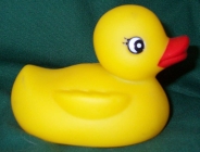 QUACKER PACK  (12 Ducks)